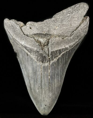 Bargain, Megalodon Tooth - South Carolina #47602